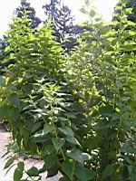 Topinambour patate, Helianthus tuberosus (fam Asteracees) (peut-etre) (1) (Photo F. Mrugala)